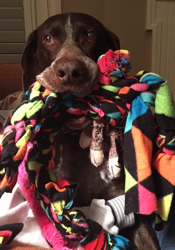 /Images/uploads/Southeast German Shorthaired Pointer Rescue/segspcalendarcontest2018/entries/9165thumb.jpg